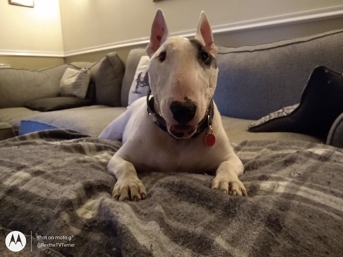 Rex The Tv Terrier Rexthetvterrier Twitter Rex The Tv Terrier Rexthetvterrier