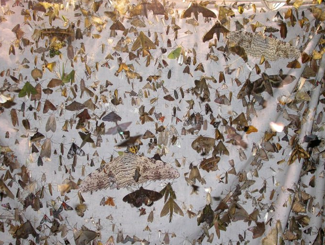 Coleopterist's tweet photo. for those interested, those moths were photographed in Cuzco district on the road to Manu, Peru. There were beetles too, but work first, take pictures later.. https://t.co/3TRvFsNRJy