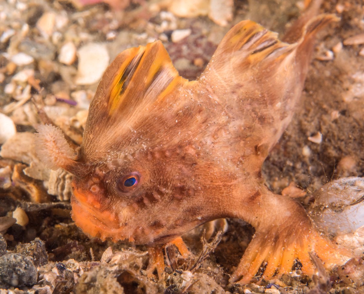 Rick Stuart-Smith tweet media