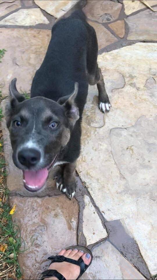 Meet Luka! She is a 5-6 month old female German Shepherd Dog mixed breed. She has been good with dogs, cats, and children. She’s looking for a furever home! 🏡

#furrytalesanimalrescue #adopt #germanshepherd #mixedbreed #puppy