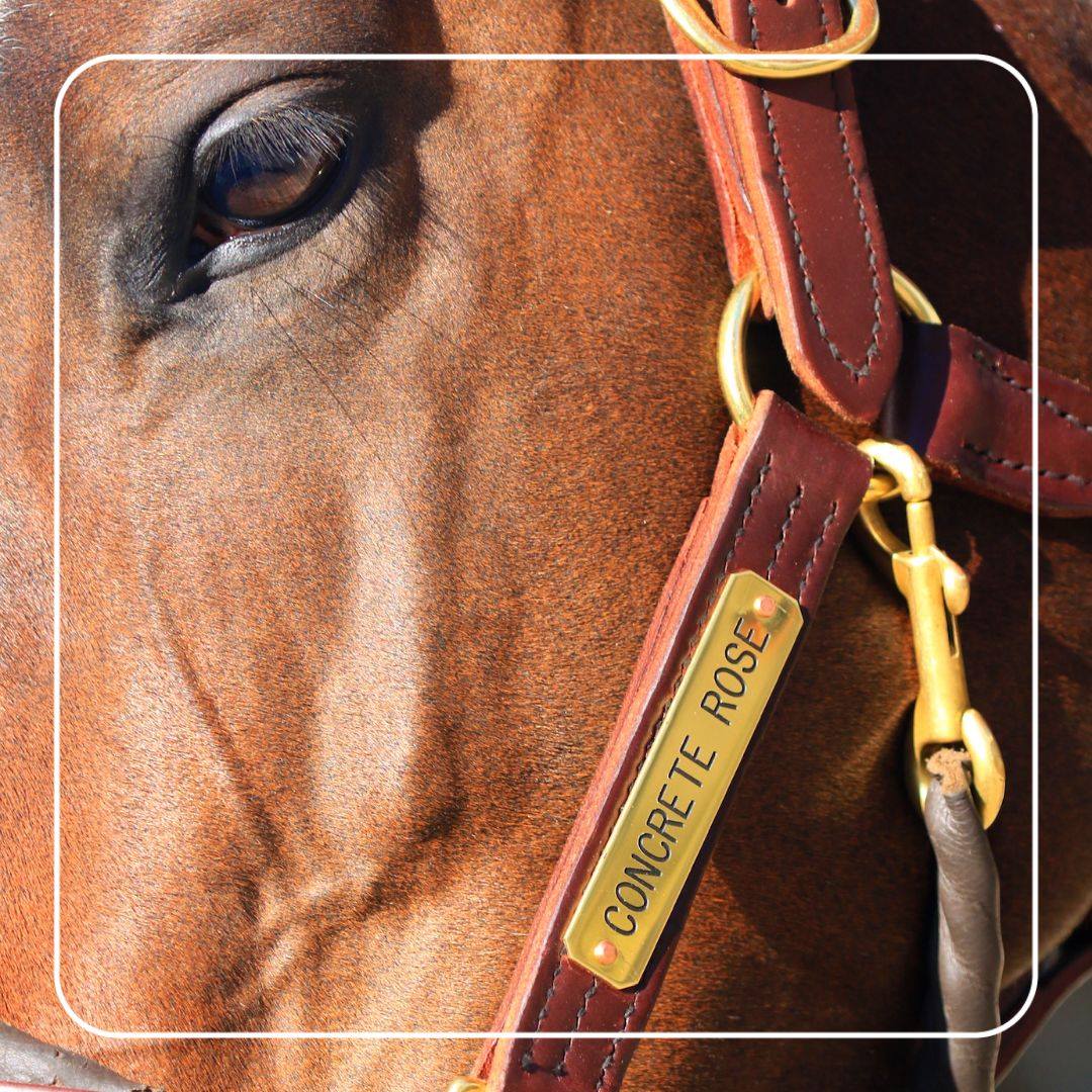 Keeneland Sales tweet media