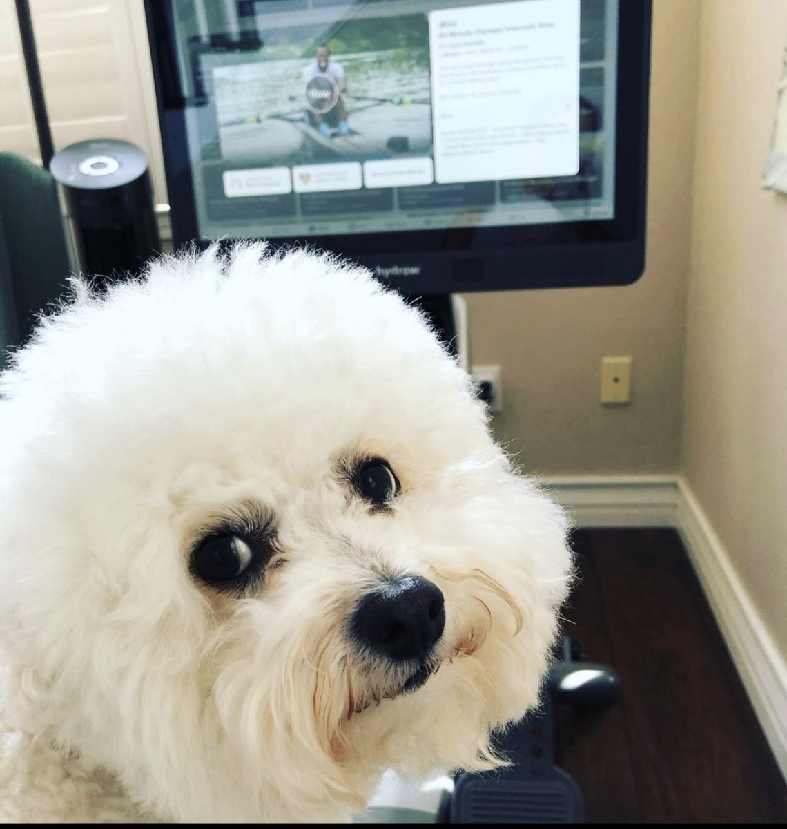 Hydrow_by_CREW's tweet photo. Just 20 minutes they said. It'll be fun they said. ๐พ #HydrowAtHome
๐ธ: @baileyboo_thebichon https://t.co/tb0LvC9IXq