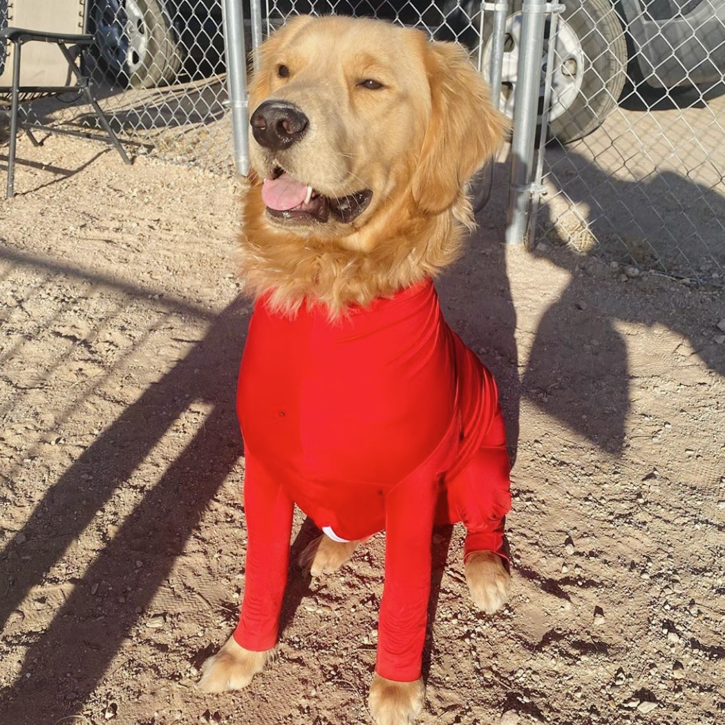 Shed Defender tweet media