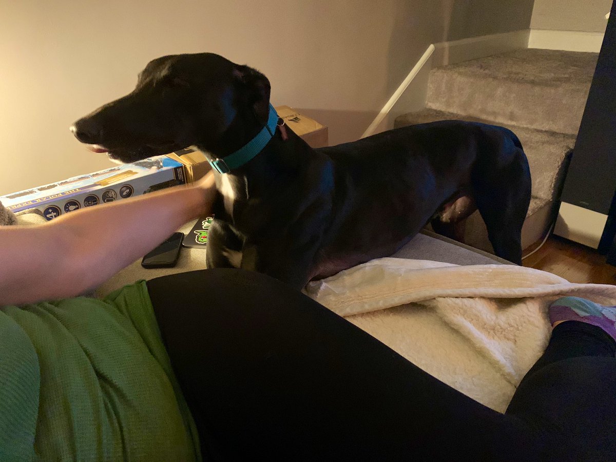 HeavyCardboard's tweet photo. I’ve been off the grid a bit and will be til tomorrow. Bonding with my boy. I’d say it’s going well. ❤️🐶🐴#Lincoln @BoardgameHound https://t.co/zZ2IyPN9UU