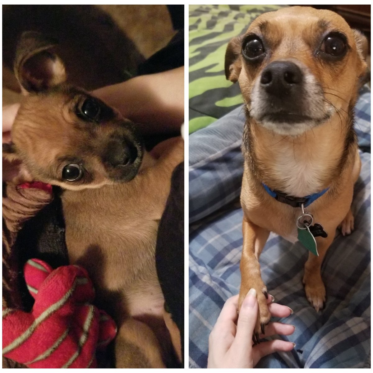 DevinsGrlKayla's tweet photo. My wittle baby Dexter turned 3 yesterday 🥺❤ https://t.co/p2jh7Ua1ZH