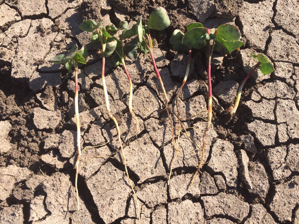 CrownAnalytical's tweet photo. Checking out BRR in one of our CRDC project fields with @aphrika_gregson @CottonResearch #blackrootrot #womeninag https://t.co/XU0uHLGiRv