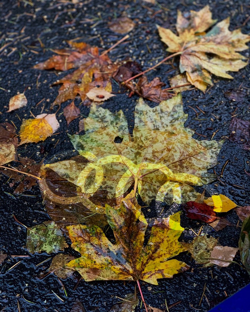 🍁🍁🍁🍁 #Audi #Seattle #Fall #AudiSeattle #PacNW