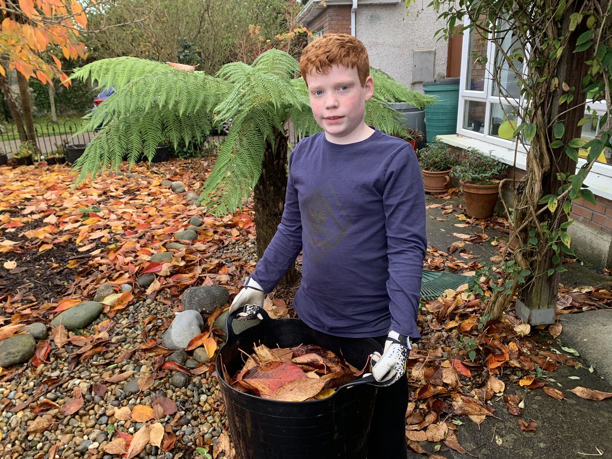 Sam gathers leaves for leaf mould.  #Sustainability