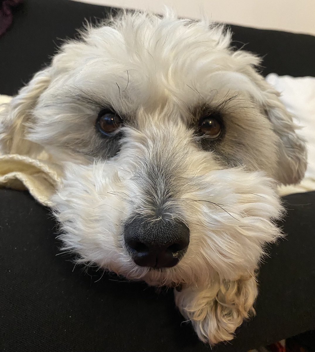 WestieBichon's tweet image. Can’t wait to see pictures and updates from @First_Dogs_USA !!  #DOTUS #FirstDogs #Imleaderofmyhouse