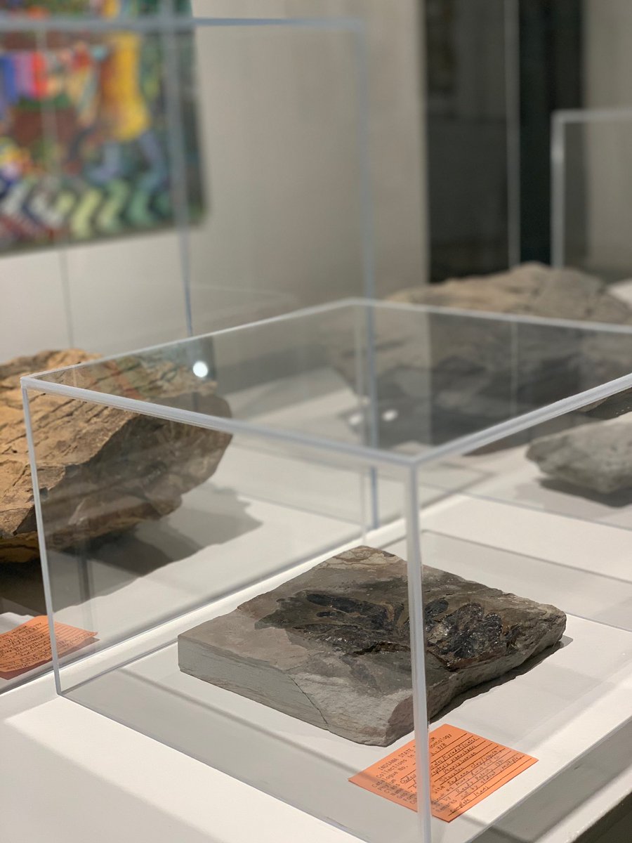 IUImpact's tweet photo. Members of our team, including VP for Research @FredHCate, got a look at @GrunwaldGallery's "State of Nature: Picturing Indiana Biodiversity" exhibit today -- open through 11/18! Learn more about it, see available hours, or make an appointment to visit at https://t.co/kXVCMCAwVy. https://t.co/OiQnIFcVih
