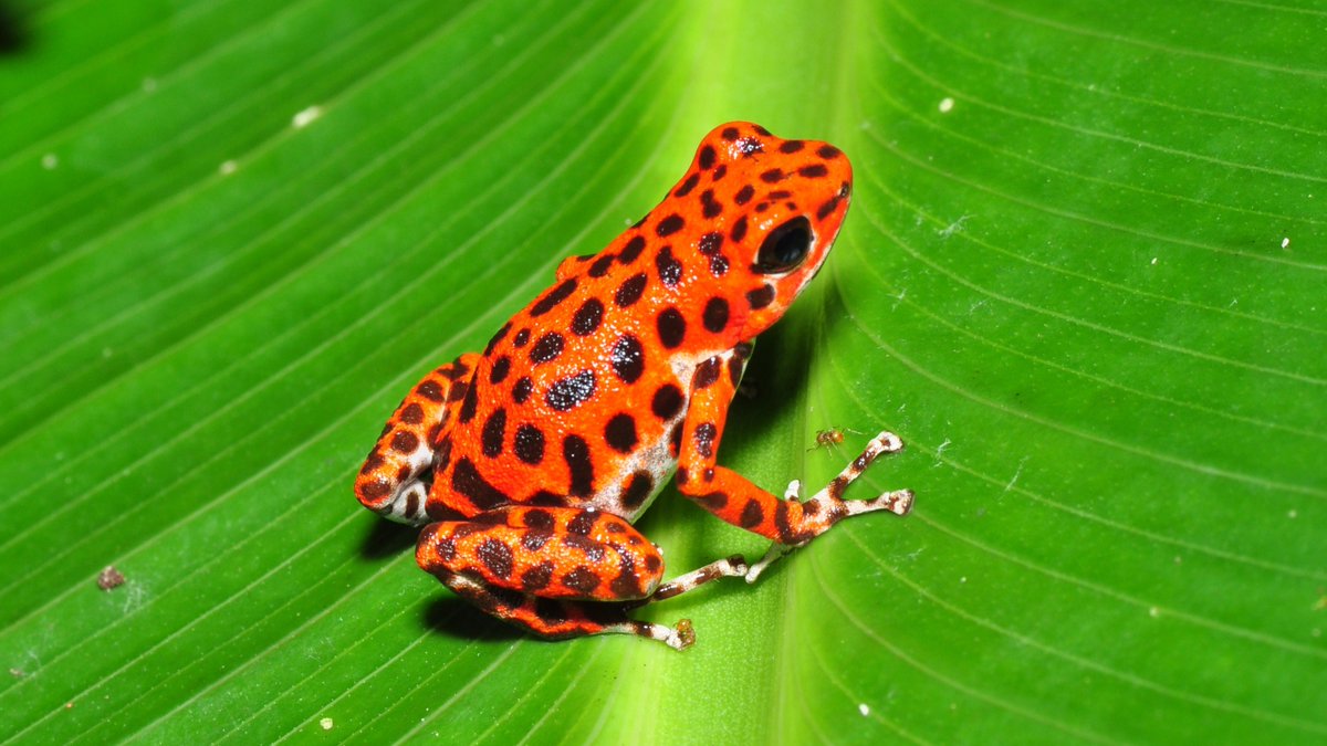 The strawberry poison frog isn't very sweet. Its vivid coloring is aposematic—a warning sign to potential predators to stay back! This critter is found in rainforests along the coasts of Central America.🍓🐸

[📸: Pavel Kirillov, CC BY-SA 2.0, flickr]