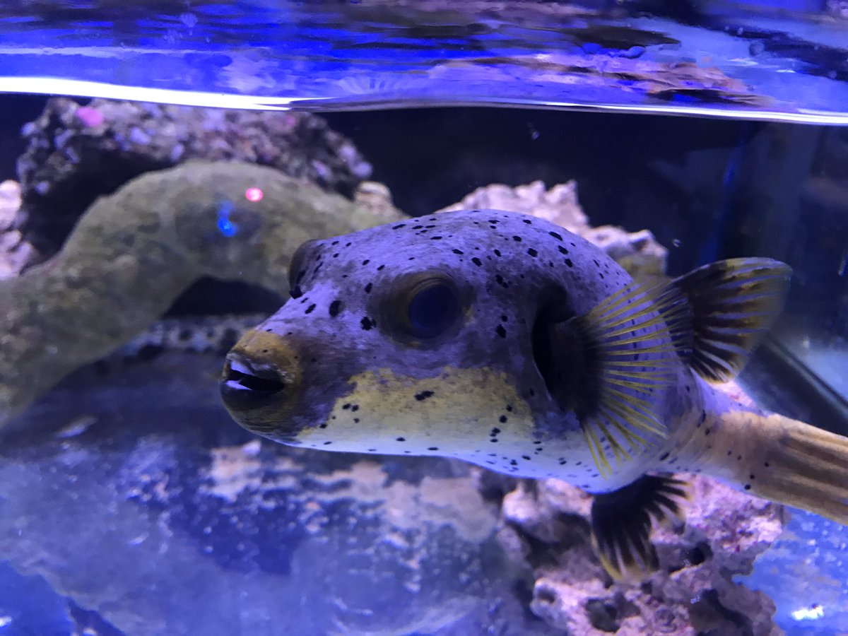 thereefINDY's tweet image. We will be going live on #YouTube with our Monday Q&amp;amp;A at 4:30!

We’re going to be talking about what to do when a fish gets sick!

Here’s Jeffrey for tax...he’s not sick. He’s just awesome.

#aquariumhobby #fishtuber #localfishstore #thereefindy #indianapolis #indiana #indy