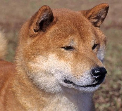 Conway será un Husky, pero Reb es un Shiba 