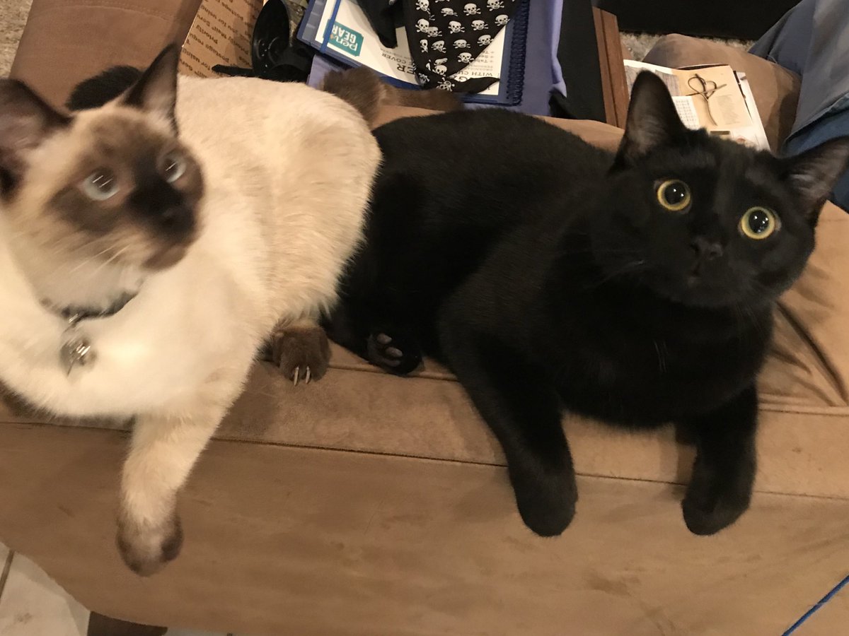 goddessof_pluto's tweet photo. Someone tell me why my cat looks like a Snapchat filter https://t.co/dxa5CWVdNN