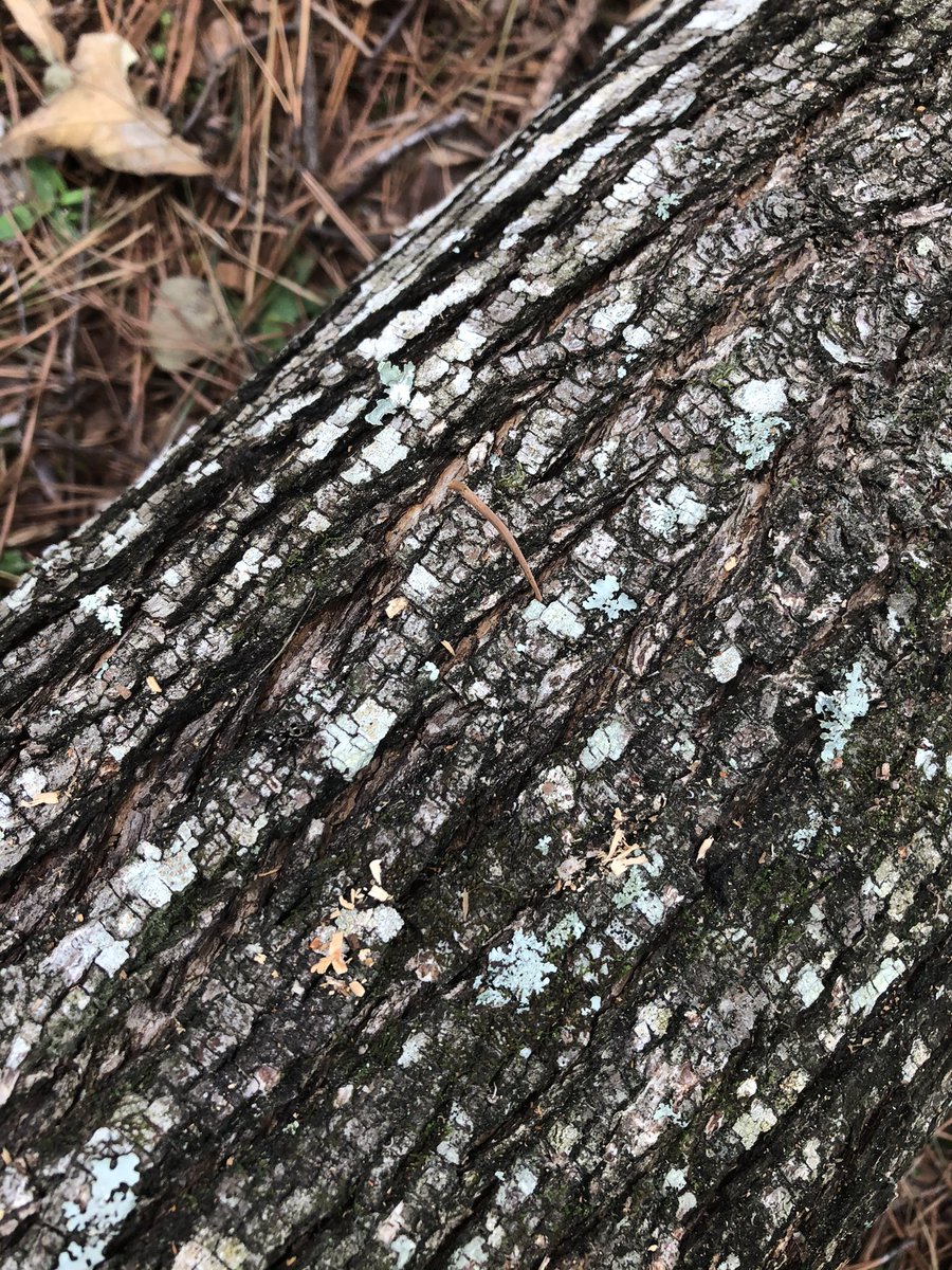 Met a little buddy while doing some work outside. Bonus points if you can find it!🕷 #jumpingspider
