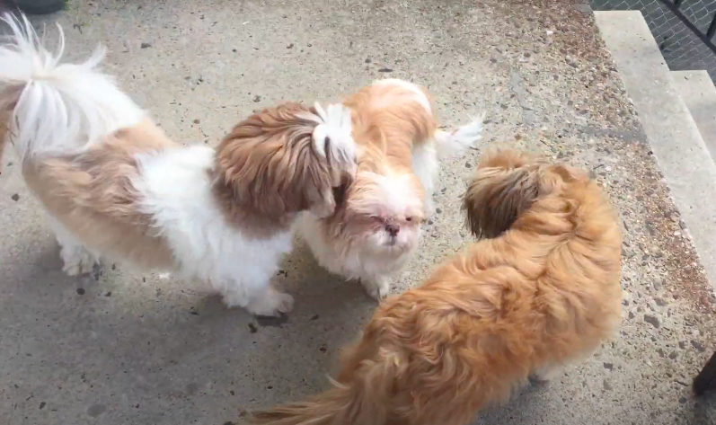 ShihTzuMolly's tweet photo. Shih Tzu Molly https://t.co/qUWJ7OGy1b via @YouTube https://t.co/NqTUOhZ3TK