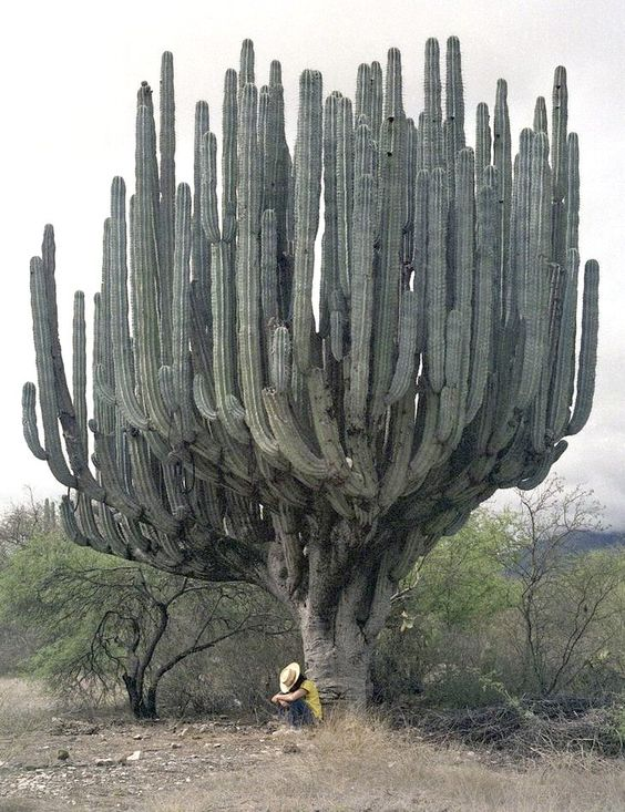 La cactácea más grande del mundo es orgullosamente mexicana: el saguaro. Además de su belleza monumental, puede vivir hasta 300 años.
El genero al que pertenece esta conformado solamente por una especie: la carnegiea gigantea.
#ArbolesMagicos