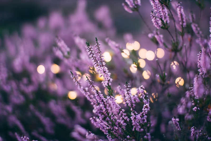 Transforming Maternity The Family Health Way_YTHFT (@maternity_ythft) on Twitter photo Today, the Lavender Team will join our Jasmine and Sapphire teams to become our 3rd on call continuity of Carer team! ππ»ππ»ππ» πππ
#betterbirths #makingadifference #Teamwork <a href="/LittleMichala/">Michala Little</a> <a href="/Ward05Ward11/">πSallie Ward</a> <a href="/HCVMaternity/">Humber, Coast & Vale Local Maternity System</a> @YthftFamily <a href="/YorkTeachingNHS/">Alan Sparks</a> Today, the Lavender Team will join our Jasmine and Sapphire teams to become our 3rd on call continuity of Carer team! ππ»ππ»ππ» πππ
#betterbirths #makingadifference #Teamwork <a href="/LittleMichala/">Michala Little</a> <a href="/Ward05Ward11/">πSallie Ward</a> <a href="/HCVMaternity/">Humber, Coast & Vale Local Maternity System</a> @YthftFamily <a href="/YorkTeachingNHS/">Alan Sparks</a>