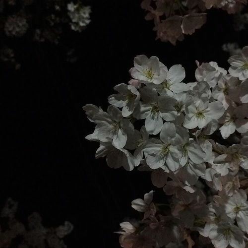 n𝐢𝐭𝐚𝐧 @rest tweet media