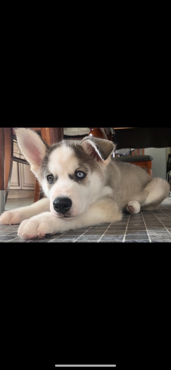 _Pizza_Lover's tweet photo. @PetsatHome Yes, I do them 100% everyday! My dog is Ace a Siberian Husky! You can follow him on Instagram #acethesiberianhusky2020! https://t.co/2lad6HRmXZ