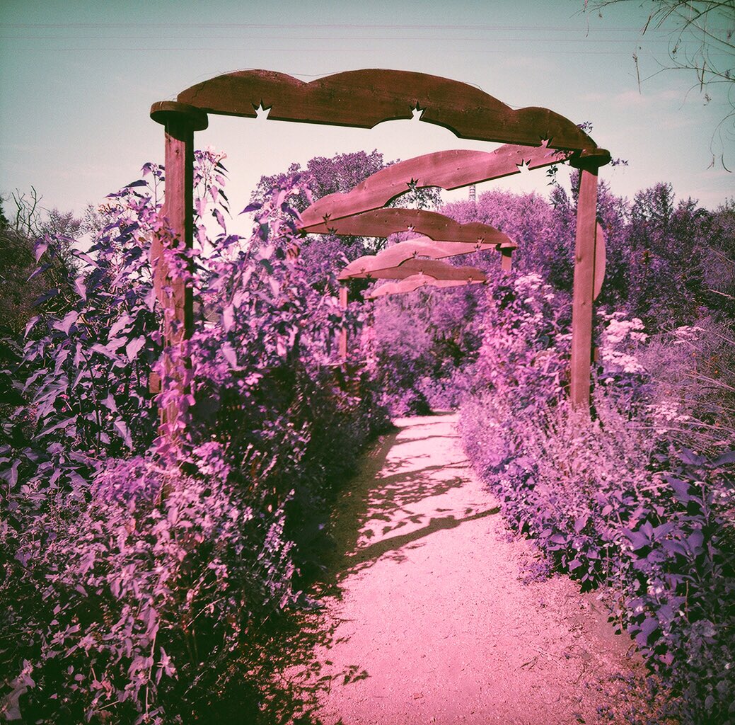 AnneHZamora's tweet photo. It was a #lomochromepurple kind of day that day! 💓🎞Shot on #mediumformatfilm and scanned to digital. I love shooting #urbangreenspaces with this film with my #holga and #lomolca120 https://t.co/Ce3imu7uID