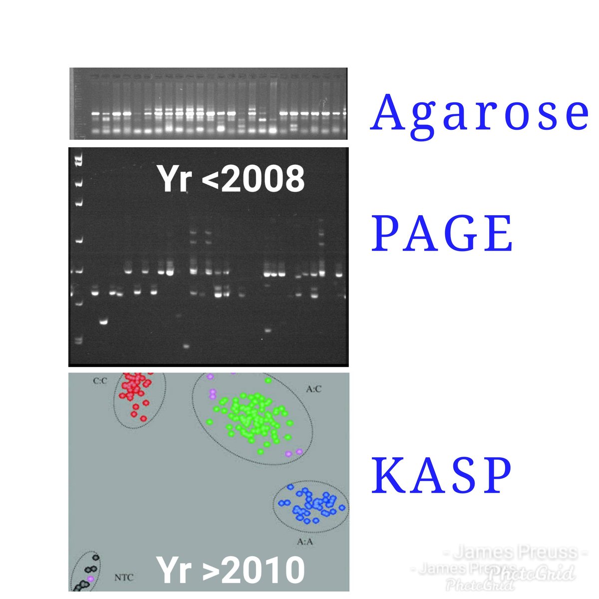 concierge_gene's tweet photo. This is how automation has helped turnaround for genotyping since 2010.
#agarose #gelelectrophoresis #PAGE #genotyping #DNA #conciergegenetics #KASP #MAS https://t.co/y7ctyiHf5b