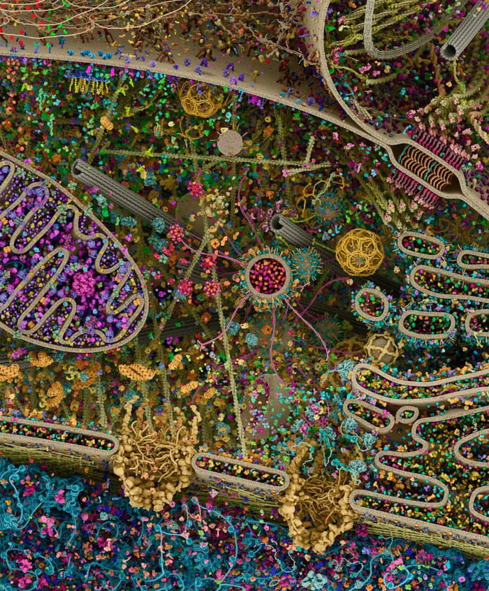 Fascinating. The most detailed 3D rendering of a eukaryotic cell by <a href="/CellSignal/">Cell Signaling Technology</a> and <a href="/gmcgill/">Gael McGill</a> modeled using X-ray, nuclear magnetic resonance (NMR), and cryo-electron microscopy datasets.

More here: gaelmcgill.artstation.com/projects/Pm0JL1