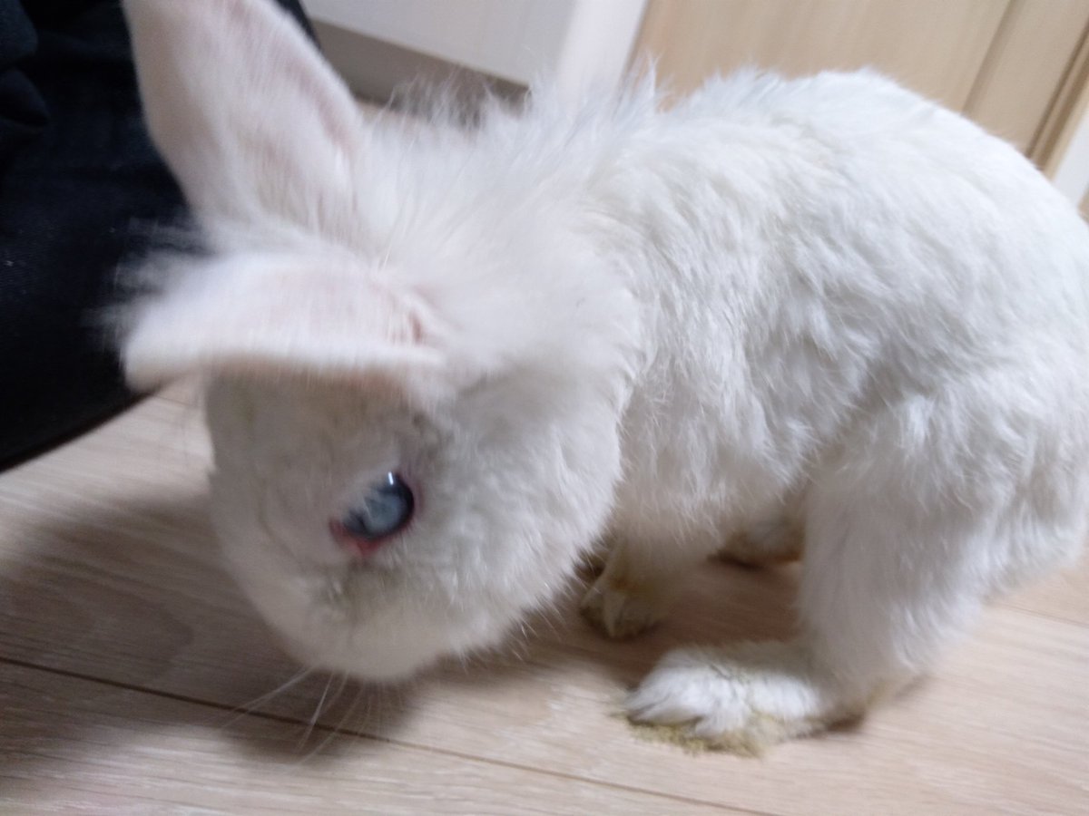 掘りたい Twitter Search