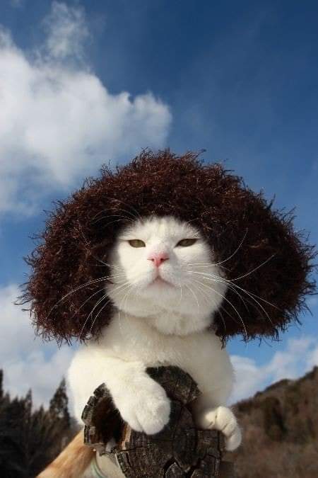 doblasxrees's tweet photo. @davidreesm *sad mood bc no tengo gatito:(* pero te dejo esta imagen de un mishi con afro que me representa https://t.co/8i5mx9hzsb