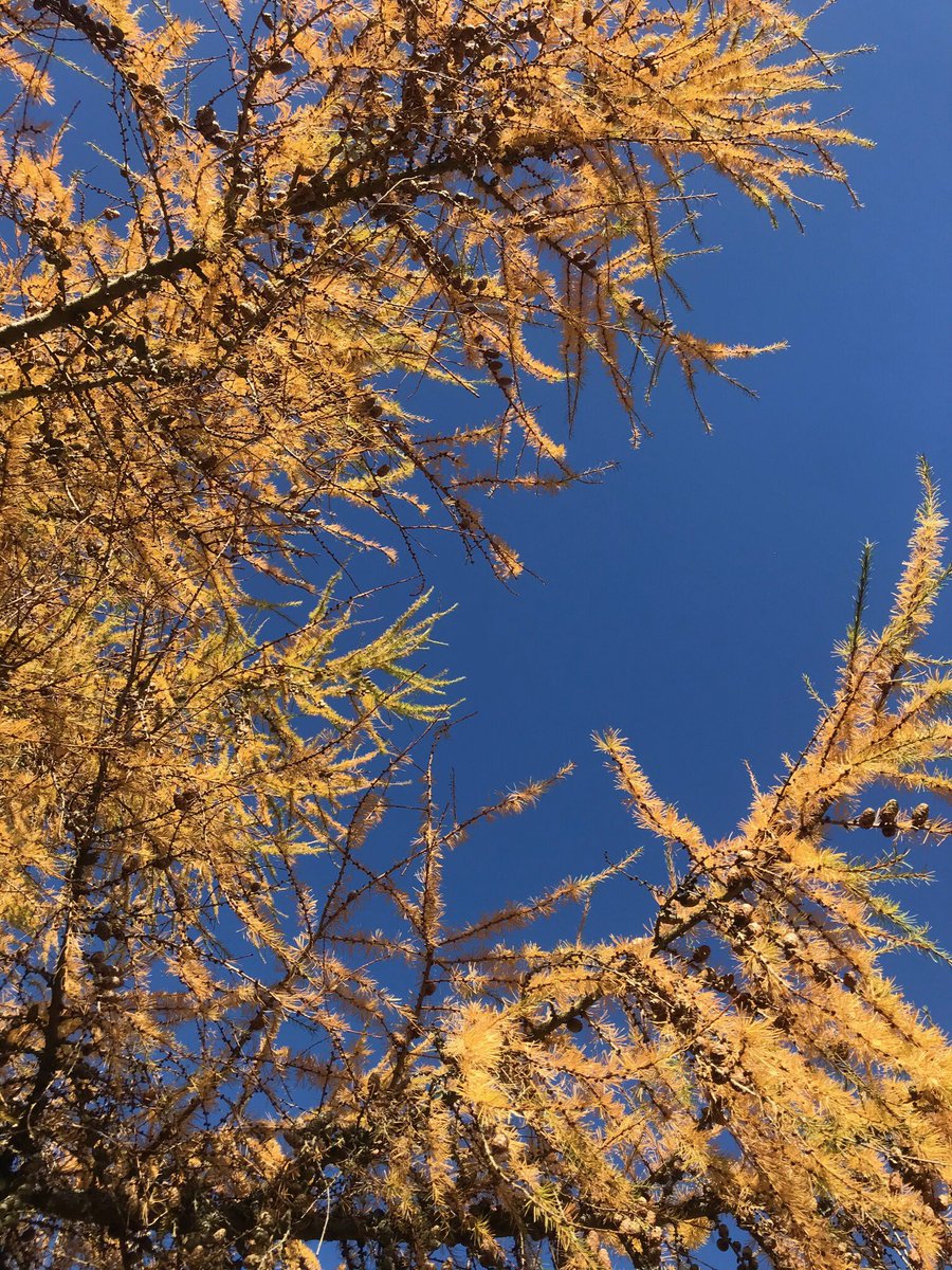 Gold, orange and lime hues of this larch contrast beautifully against the cornflower blue sky #allendales #northpennines #autumncolours #autumn #larch <a href="/CharlotteReid3/">Charlotte Reid</a>