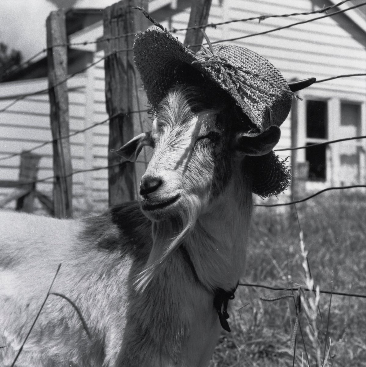 Te_Papa's tweet photo. #CountEveryGoat
📷 Billy Silly, 1958, New Zealand, by Eric Lee-Johnson. Purchased 1997 with New Zealand Lottery Grants Board funds. © Te Papa. CC BY-NC-ND 4.0. Te Papa (O.009532/02) https://t.co/dfXy391eZP