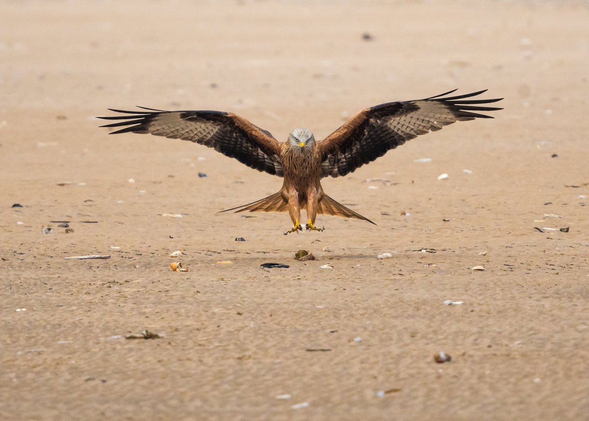 A close encounter with a Red Kite on a local beach today.
