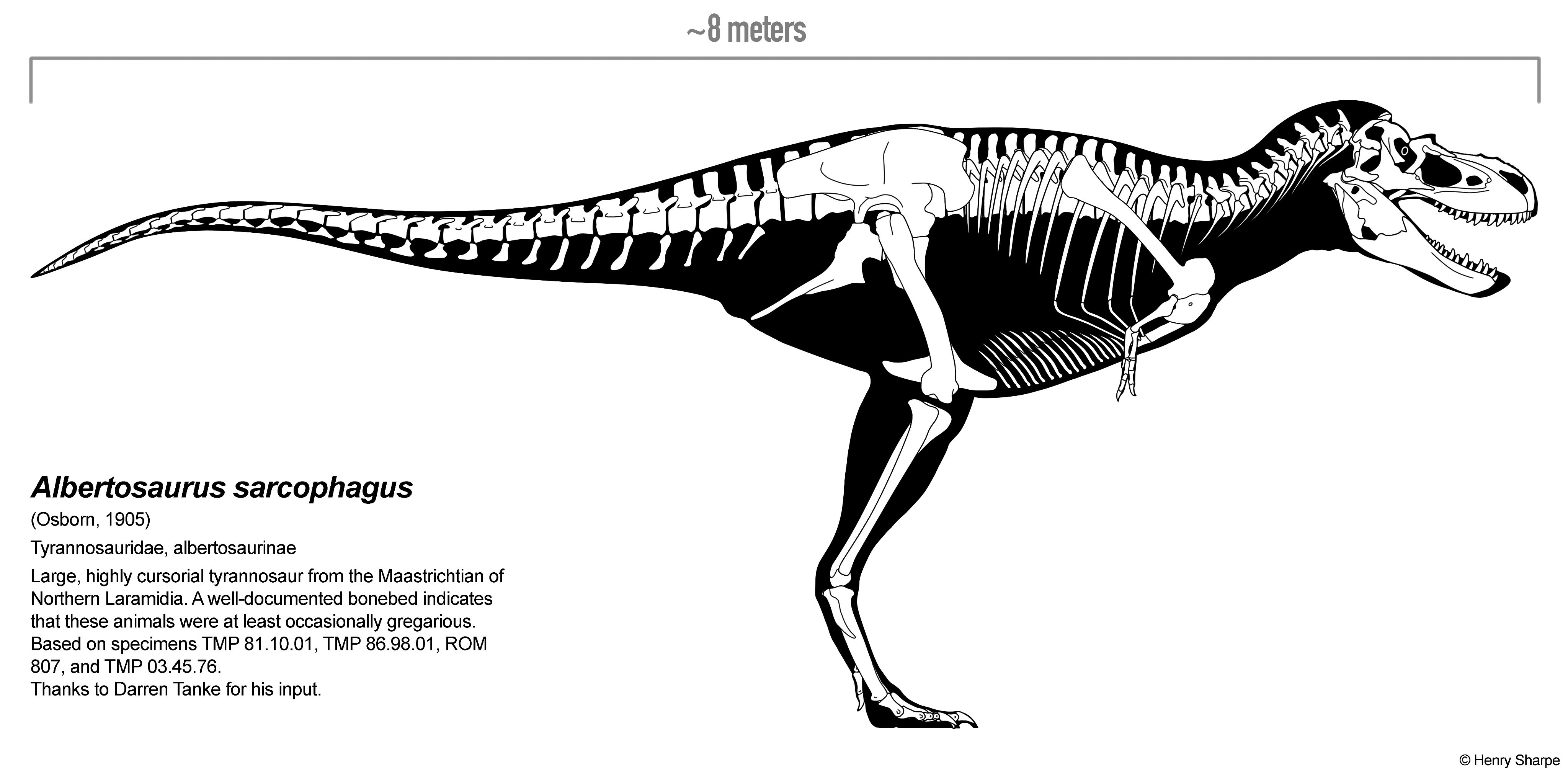 albertosaurus