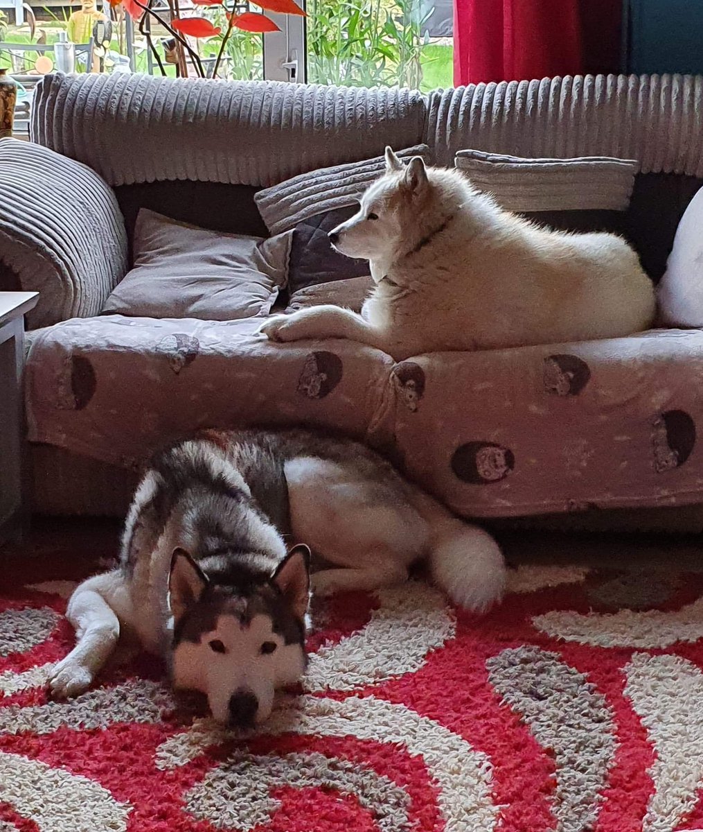 WetnoseShow's tweet photo. More Fabulous Wetnose Competition Entries 
It’s FREE to Enter just message your pets photos here or to our FB page https://t.co/7XkEMPqbbO…
Second Lockdown Competition #Lockdown2 https://t.co/xq3tyCHIRF