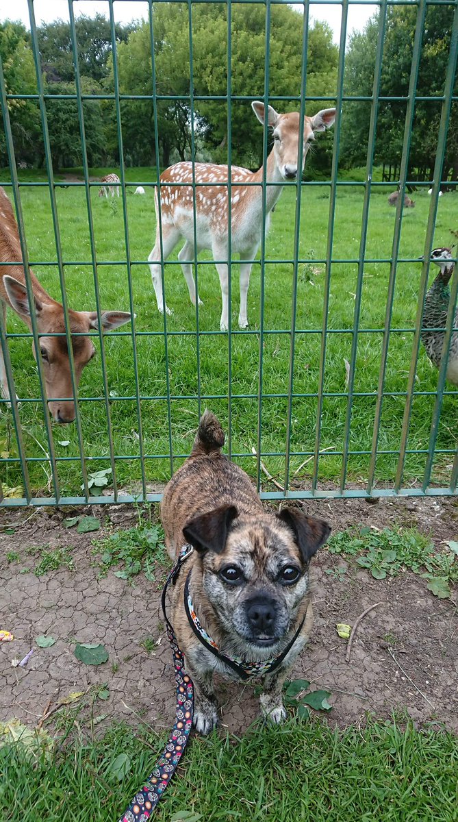 WetnoseShow's tweet photo. Much More Fabulous Wetnose Competition Entries 
It’s FREE to Enter just message your pets photos here or to our FB page https://t.co/7XkEMPqbbO…
Second Lockdown Competition #Lockdown2 https://t.co/dcJQuOTxDX