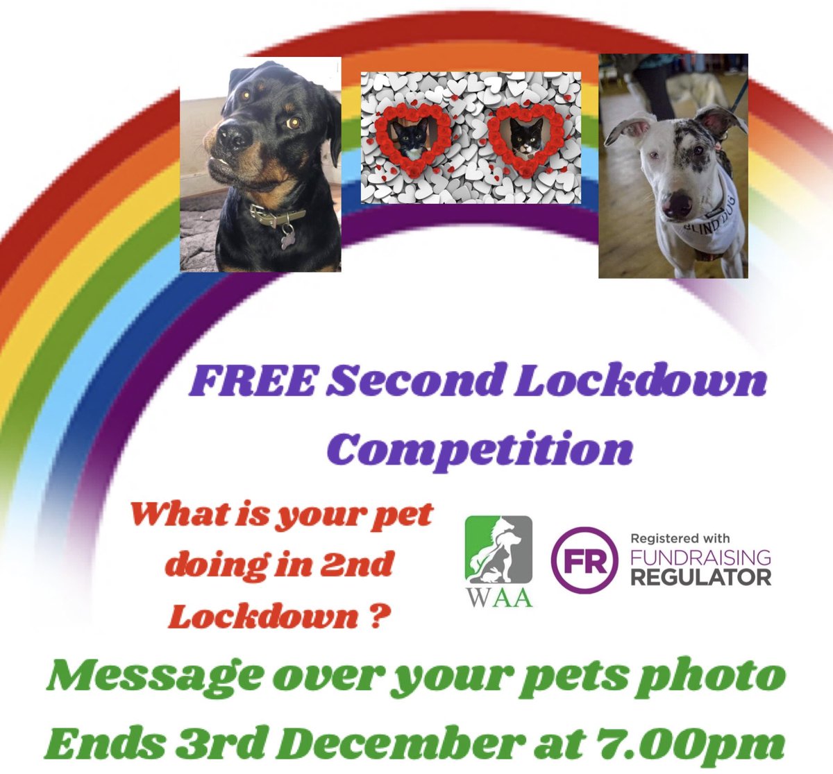WetnoseShow's tweet photo. More Adorable Wetnose Competition Entries 
It’s FREE to Enter just message your pets photos here or to our FB page https://t.co/7XkEMPqbbO…
Second Lockdown Competition #Lockdown2 https://t.co/l1PZVuqd1K