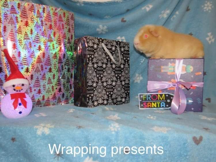 WetnoseShow's tweet photo. More Adorable Wetnose Competition Entries 
It’s FREE to Enter just message your pets photos here or to our FB page https://t.co/7XkEMPqbbO…
Second Lockdown Competition #Lockdown2 https://t.co/l1PZVuqd1K