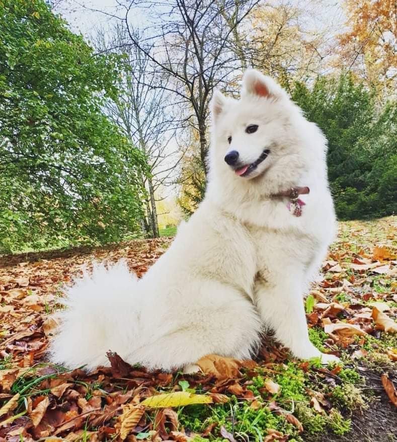WetnoseShow's tweet photo. Wonderful Wetnose Competition Entries 
It’s FREE to Enter just message your pets photos here or to our FB page https://t.co/7XkEMPqbbO…
Second Lockdown Competition #Lockdown2 https://t.co/zNxKYH0lc9