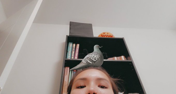 Hello friends My OF is 70% off I probably should be promoting with sexy body pic, but have pigeon instead