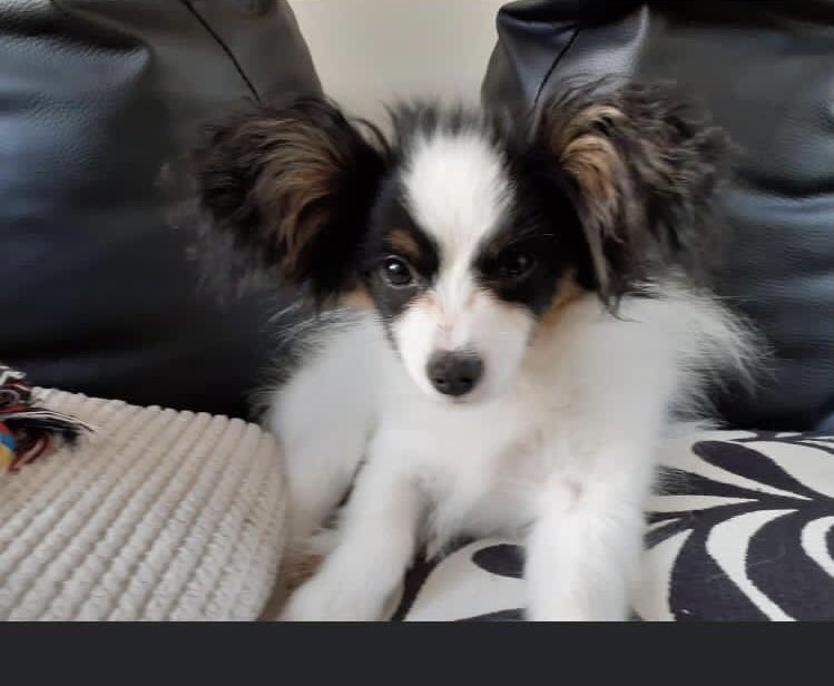 Cardinologistuk's tweet photo. My Aunt’s new dog @Rowetta 😜✌️#papillon #butterflyears https://t.co/NtZDffyp4Q