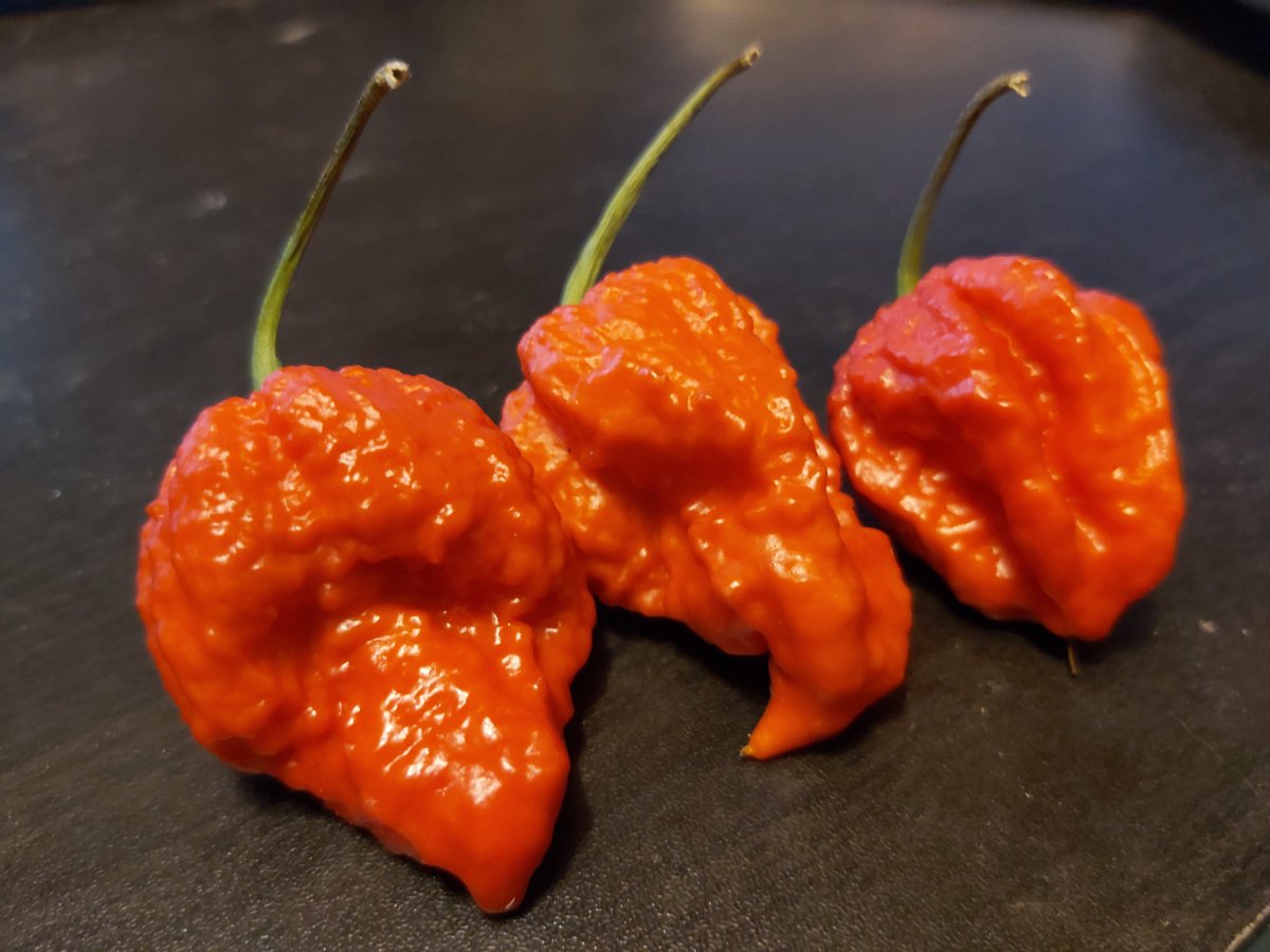 SuperHotsCanada's tweet image. #DevilsHorn A little scary looking with a potent scent and potent heat. #HotPeppers #SuperHot