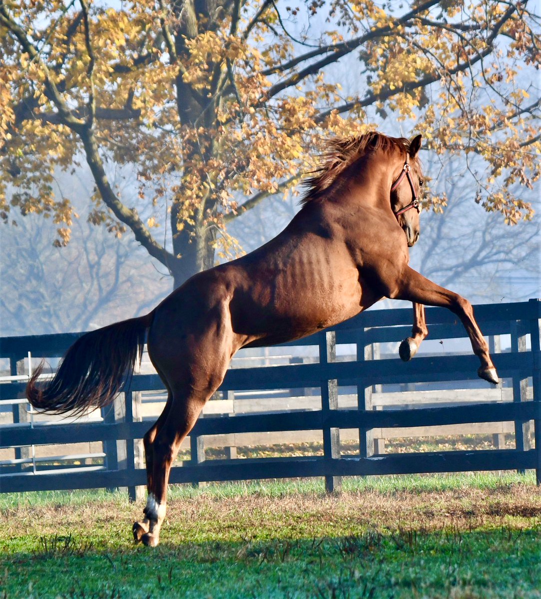 HoganEquine's tweet photo. Some very happy post-op horses loving their paddock time on this beautiful Fall morning ...🙌🏻 https://t.co/9SSUKpSyk7