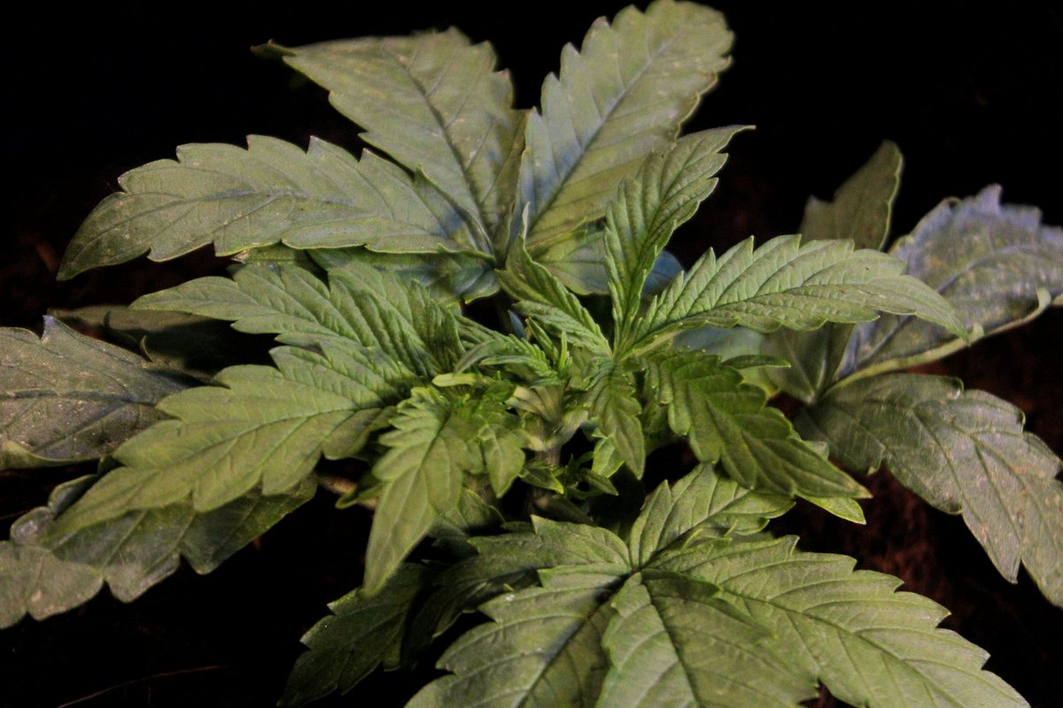 Greenseedtests's tweet photo. Ahora #Kritic_Auto de @IntKannabia @KannabiaSeeds ya tiene un poco más de una semana, esta en ese momento que la ves, vuelves a mirar y ha crecido, ya tiene varios nudos, el color es bueno, un aspecto sano.
De momento nada más, en unos días la volvemos a ver a esta variedad. https://t.co/KCV9alYZz4
