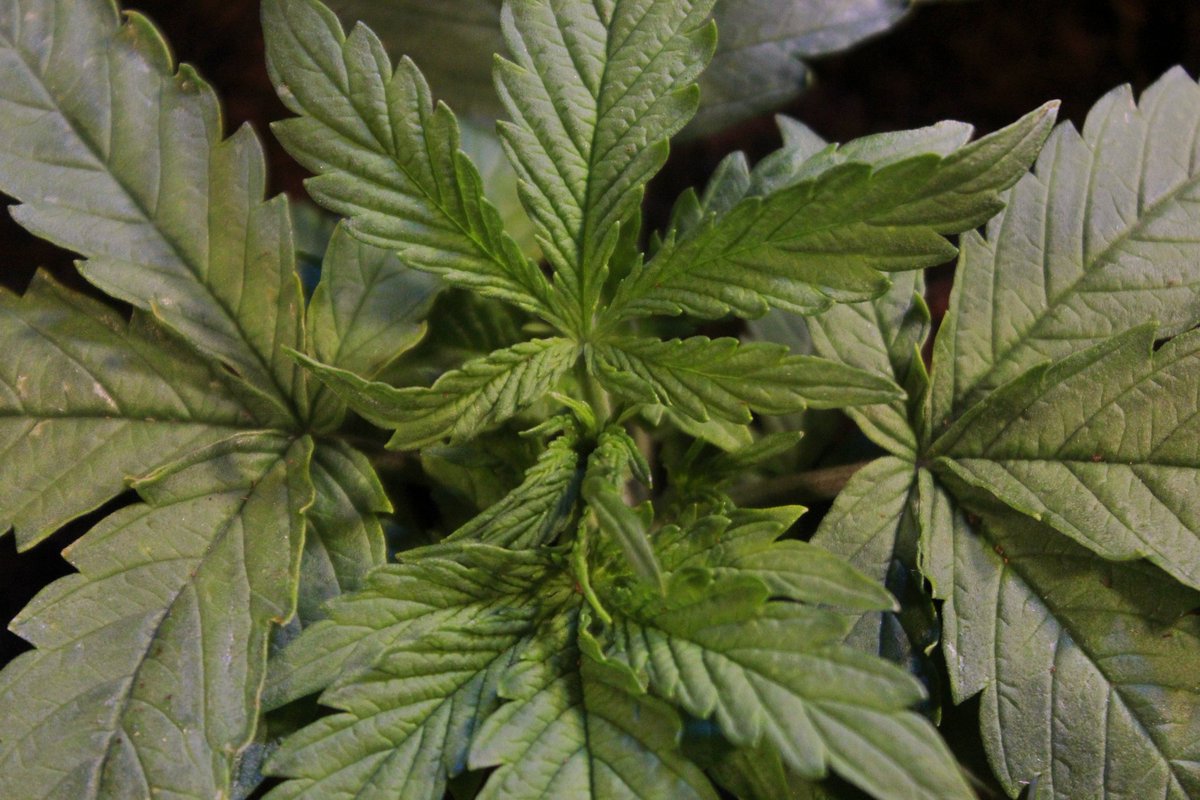Greenseedtests's tweet photo. Ahora #Kritic_Auto de @IntKannabia @KannabiaSeeds ya tiene un poco más de una semana, esta en ese momento que la ves, vuelves a mirar y ha crecido, ya tiene varios nudos, el color es bueno, un aspecto sano.
De momento nada más, en unos días la volvemos a ver a esta variedad. https://t.co/KCV9alYZz4