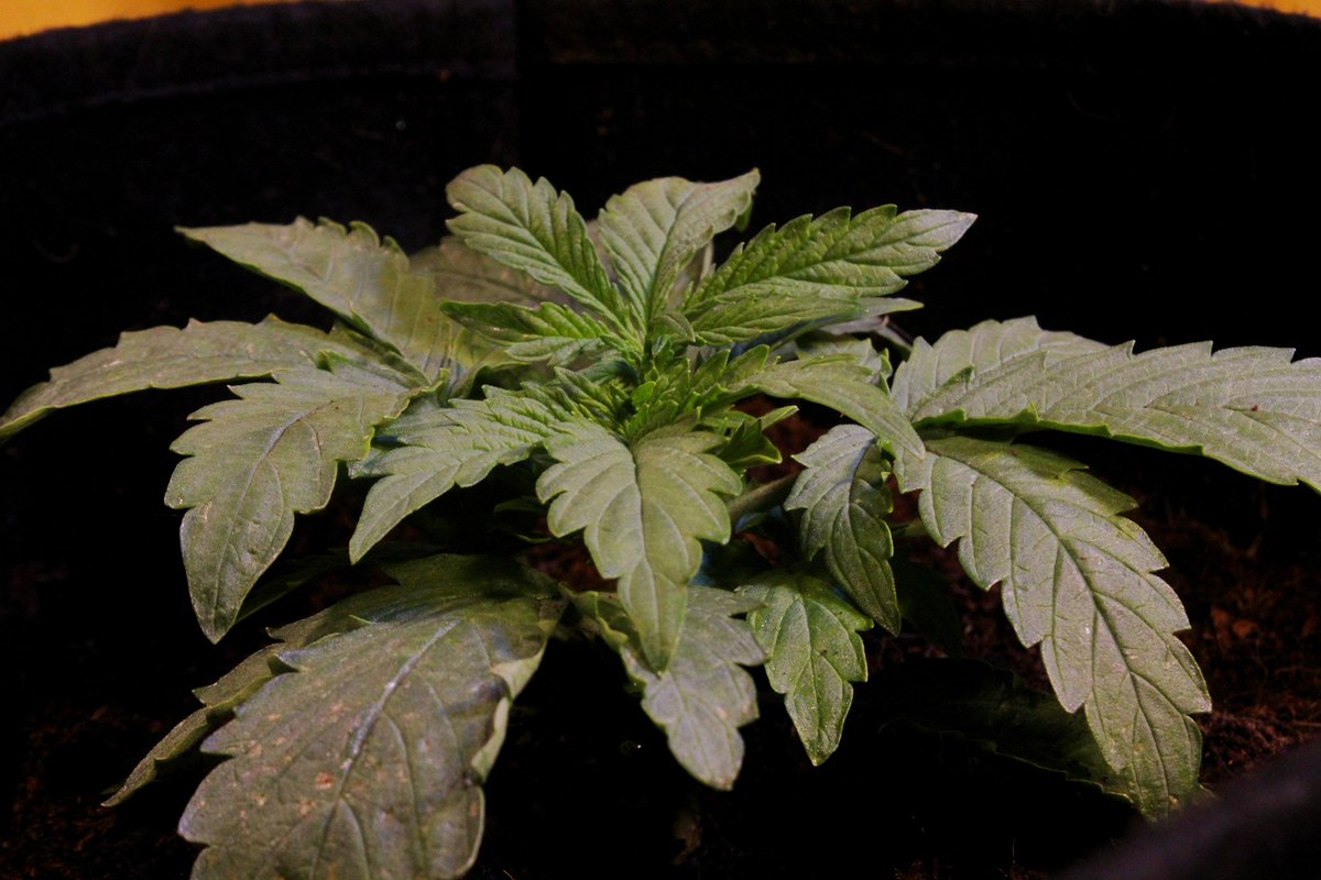 Greenseedtests's tweet photo. Ahora #Kritic_Auto de @IntKannabia @KannabiaSeeds ya tiene un poco más de una semana, esta en ese momento que la ves, vuelves a mirar y ha crecido, ya tiene varios nudos, el color es bueno, un aspecto sano.
De momento nada más, en unos días la volvemos a ver a esta variedad. https://t.co/KCV9alYZz4