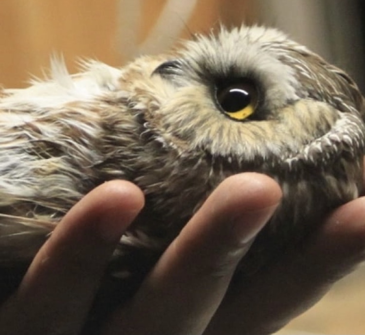 OwlsEveryHour's tweet photo. #OwlHour https://t.co/wY2IOj1MDA