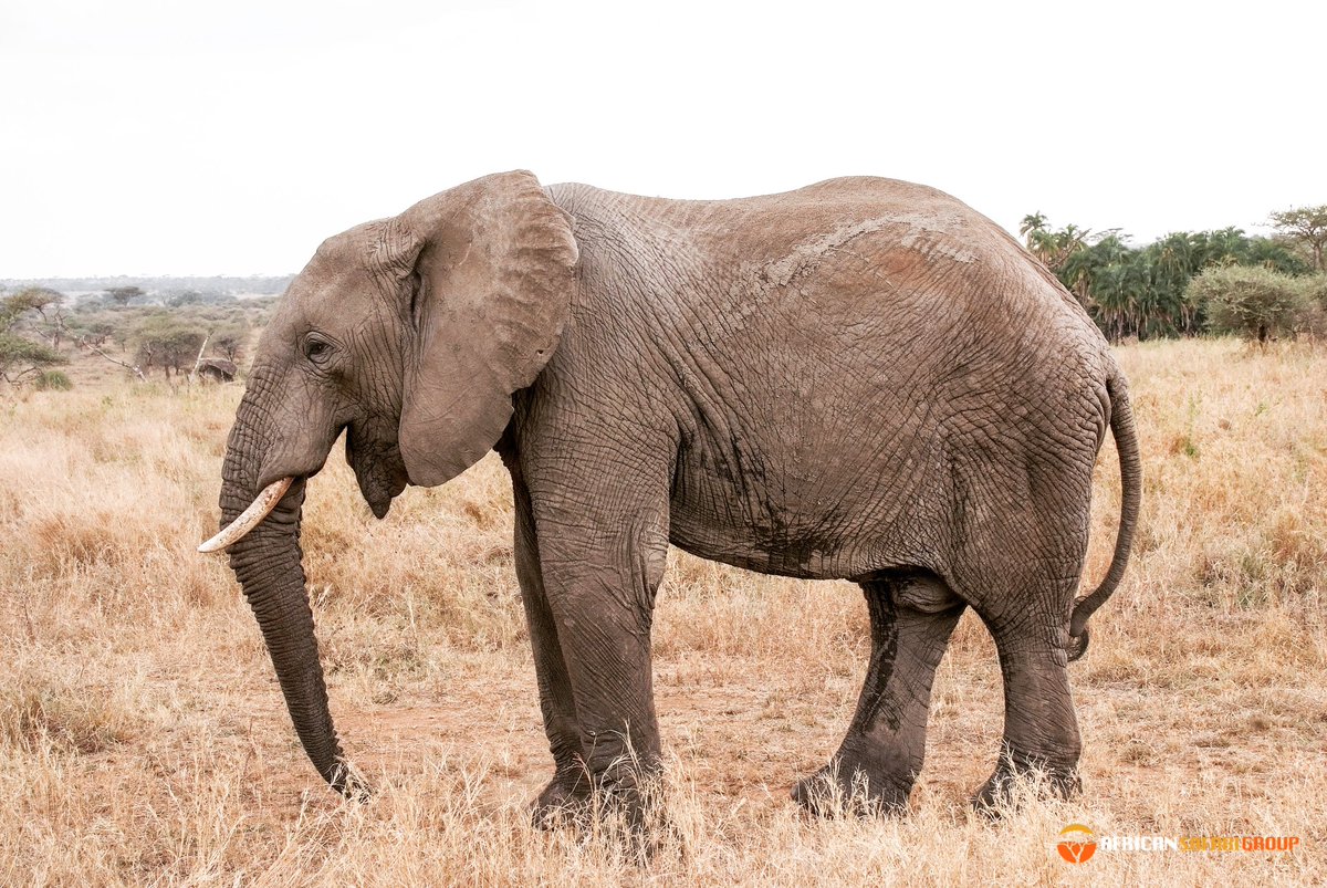 African Safari Group tweet media