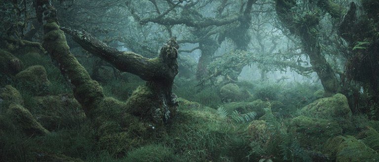 CloakFables's tweet photo. The Enchanted Forest is known in tales such as Snow White and in the film, Frozen 2. One of the closest scapes of land we can visit today that resemble this mystical land is in Dartmoor, Devon, England. It is called Wistman’s Wood. https://t.co/9HOim0L4QJ