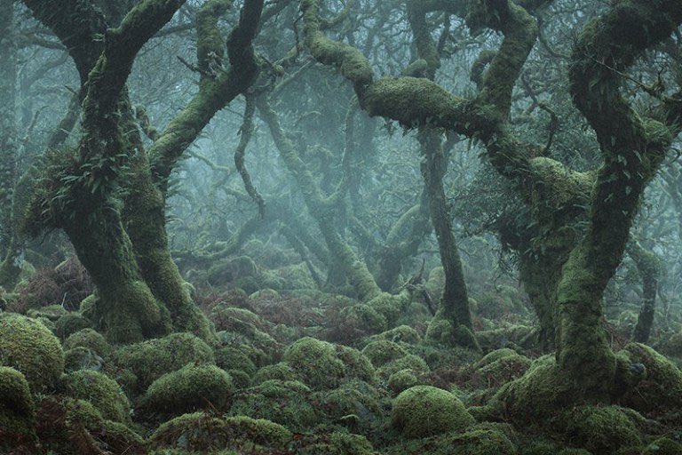 CloakFables's tweet photo. The Enchanted Forest is known in tales such as Snow White and in the film, Frozen 2. One of the closest scapes of land we can visit today that resemble this mystical land is in Dartmoor, Devon, England. It is called Wistman’s Wood. https://t.co/9HOim0L4QJ