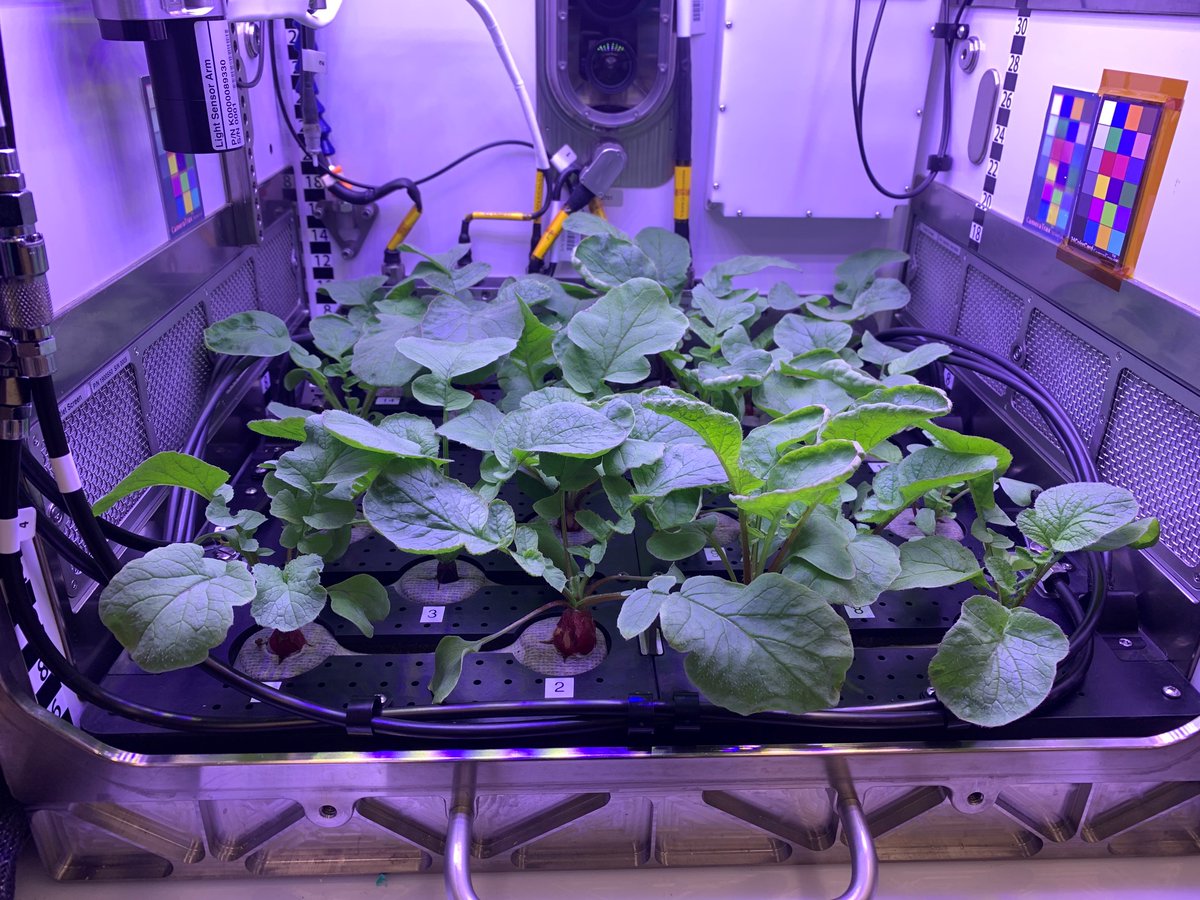 Какой овощ вырастили на космической станции. Оранжерея Veggie МКС. Растения в космосе. Растения на космической станции. Растения выращенные в космосе.